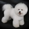 Bichon Frise Trắng