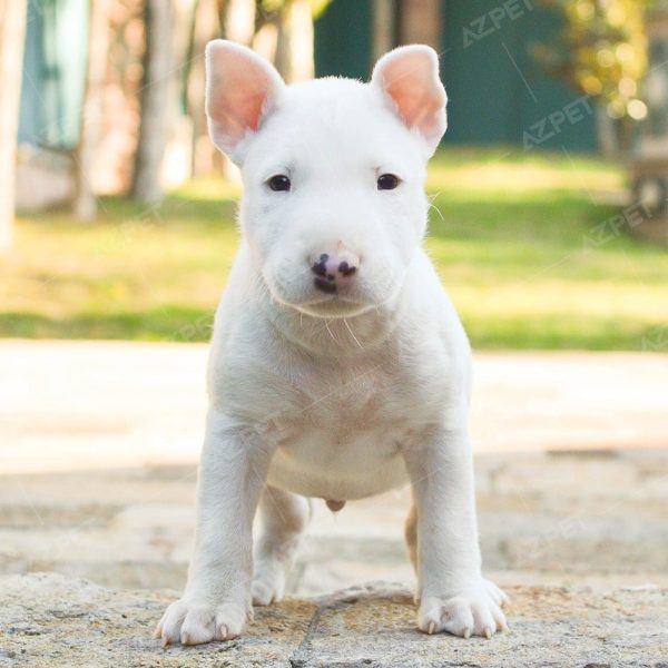 Đàn Bull Terrier