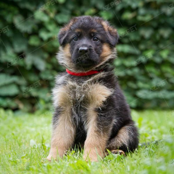 Becgie Đức Vàng Cát