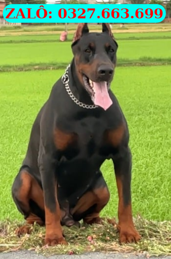 Doberman