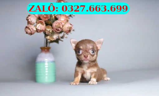 chiahuahua đà nẵng