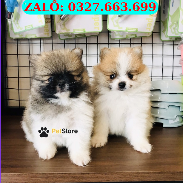 Mua chó Phốc Sóc con tại Đà Nẵng mua cho phoc soc con uy tin tai da nang