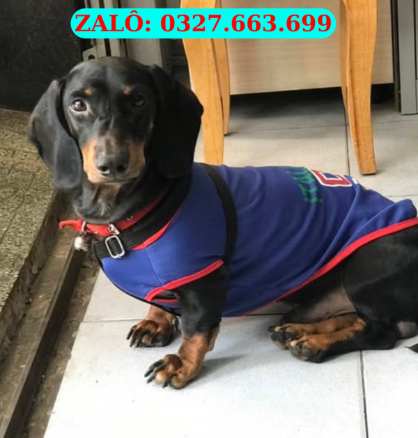 chó lạp xưởng đà nẵng