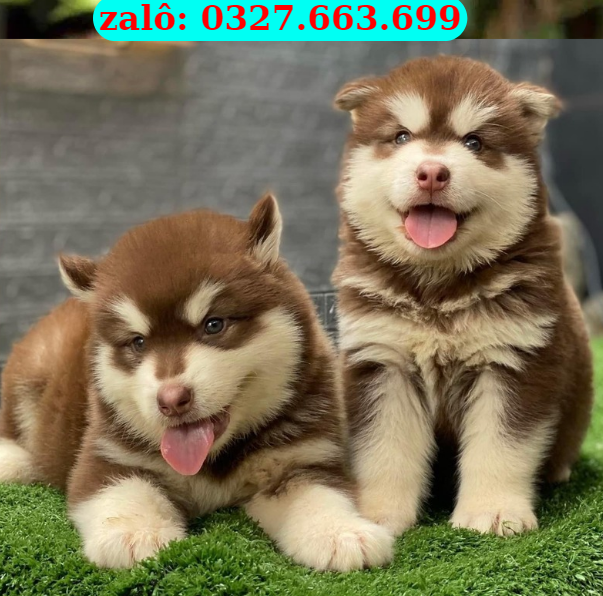 Mua chó Alaska Sài Gòn thuần chủng mua cho alaska Sài Gòn thuan chung toan quoc