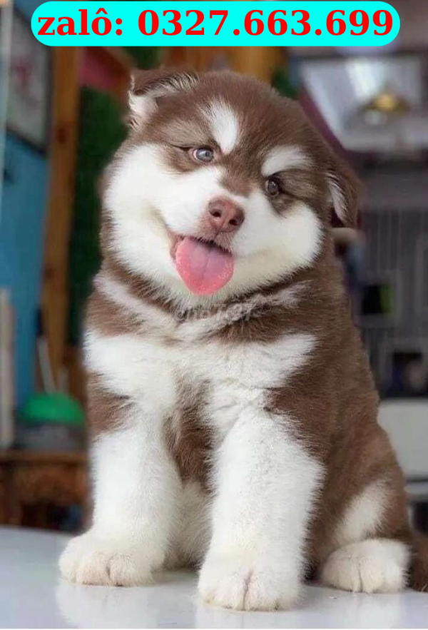 mua cho alaska Sài Gòn thuan chung toan quoc