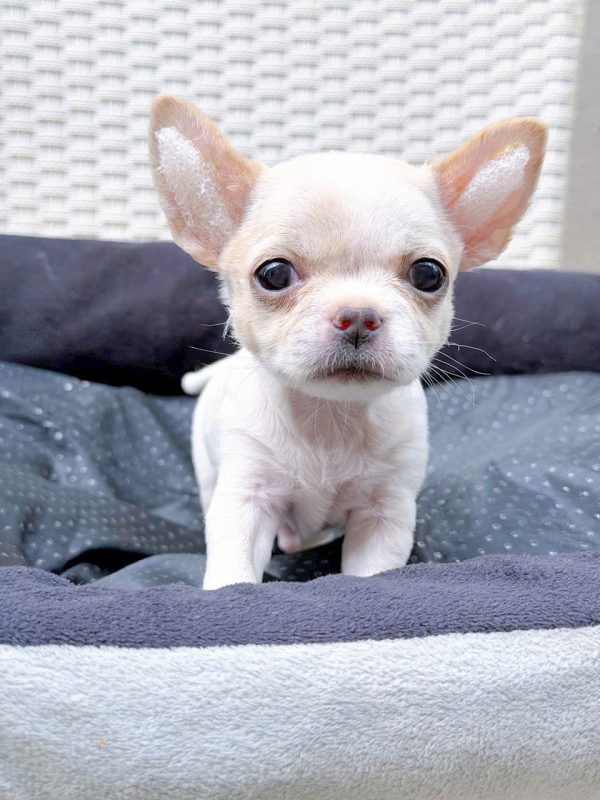 Mua chó Chihuahua con thuần chủng, nhỏ nhắn, khỏe mạnh, dễ nuôi