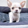 Mua chó Chihuahua Sài Gòn con thuần chủng, nhỏ nhắn, khỏe mạnh, dễ nuôi