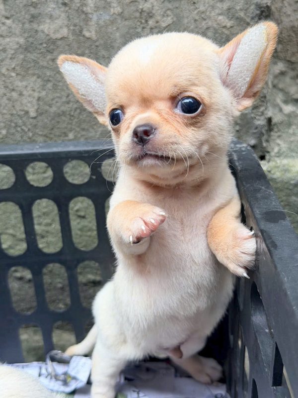 Mua chó Chihuahua Sài Gòn con thuần chủng, nhỏ nhắn, khỏe mạnh, dễ nuôi