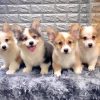 mua cho corgi con uy tin Sài Gòn
