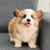 mua cho corgi Sài Gòn uy tin toan quoc
