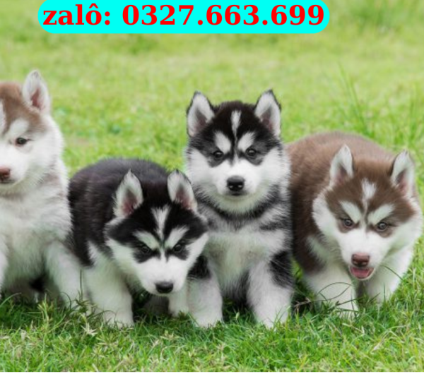 mua cho husky thuan chung toan quoc