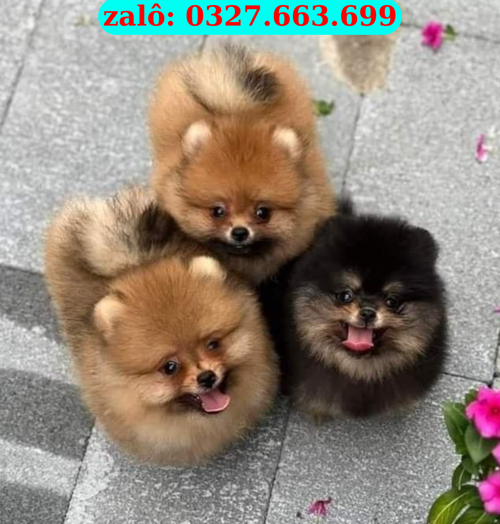 mua cho phoc soc con thuan chung uy tin toan quoc