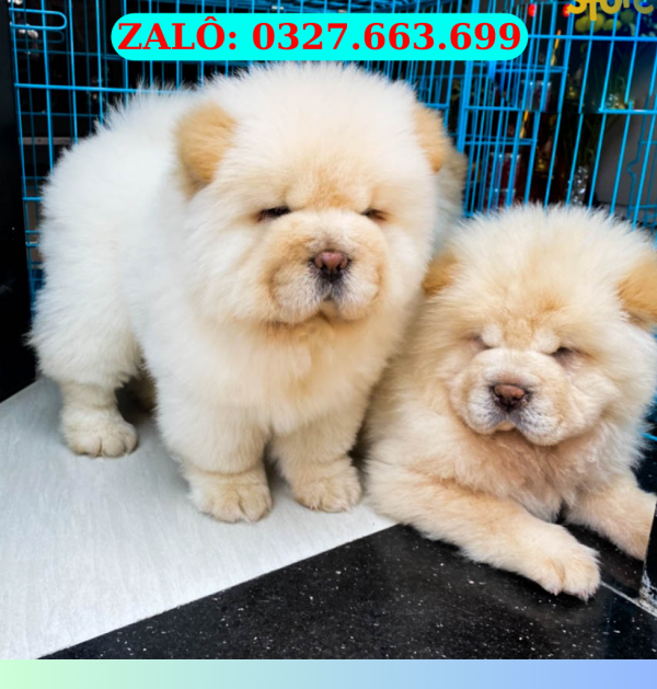 mua cho chow chow Sài Gòn con thuan chung toan quoc