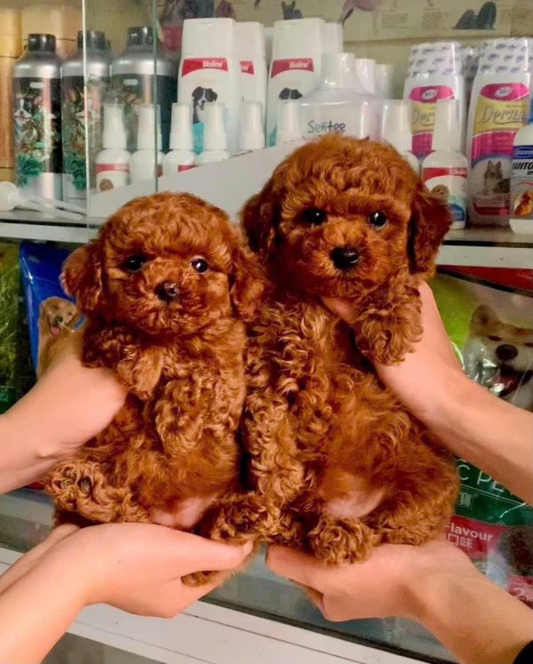 Mua chó Poodle Sài Gòn thuần chủng